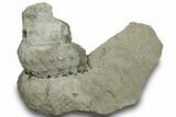 Cretaceous Heteromorph Ammonite (Mariella) Fossil - France #251770-1